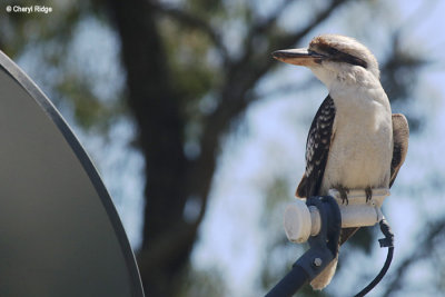 5847-kookaburra.jpg