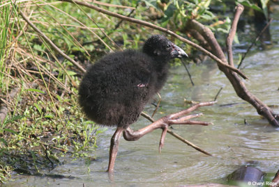 5868-swamphen.jpg