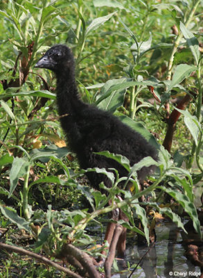 5872-swamphen.jpg