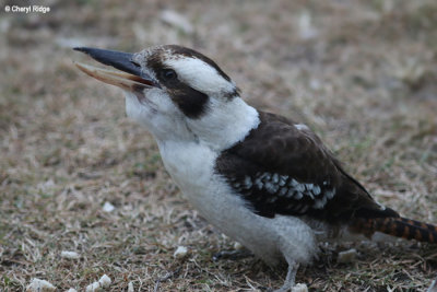 7380-kookaburra.jpg