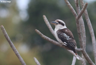 7387-kookaburra.jpg