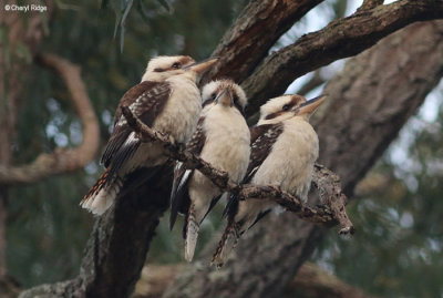 7393-kookaburra.jpg