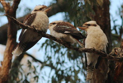 7395-kookaburra.jpg