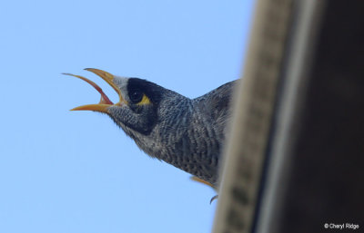 7432-noisy-miner.jpg