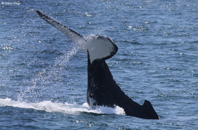 4538-humpback-whale.jpg