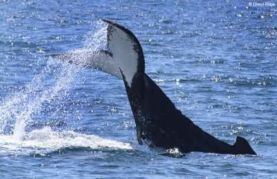 4542-humpback-whale.jpg