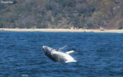 4555b-humpback-whale.jpg