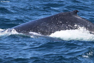 4558-humpback-whale.jpg