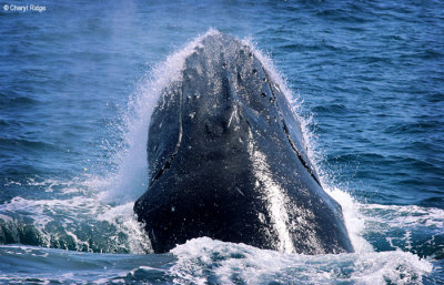 4580b-humpback-whale.jpg