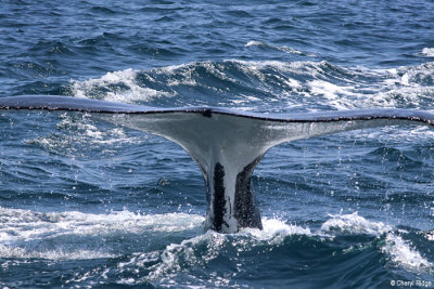 4583-humpback-whale.jpg