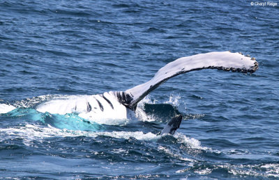 4587-humpback-whale.jpg