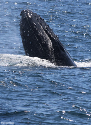 4593-humpback-whales.jpg