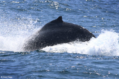 4596-humpback-whale.jpg