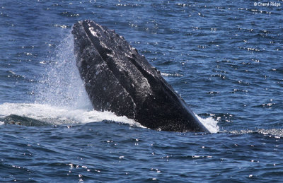 4600-humpback-whale.jpg