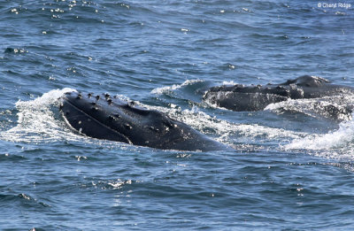 4604-humpback-whale.jpg