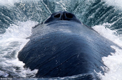 4614b-humpback-whale.jpg