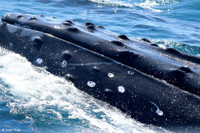 4620b-humpback-whale.jpg