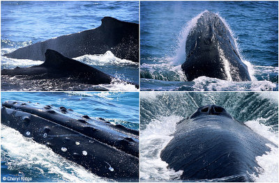 brisbane-whale-watching.jpg