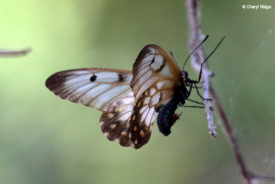 4478-butterfly.jpg