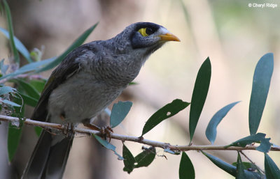 4487-noisy-miner.jpg