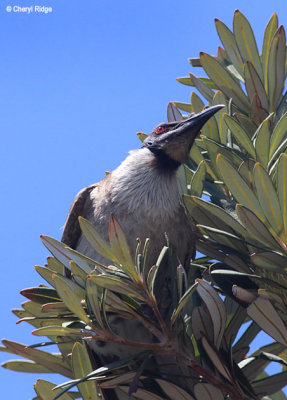 5746-friarbird.jpg