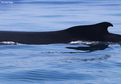 4726-humpback-whale.jpg