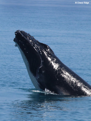 4746-humpback-whale.jpg