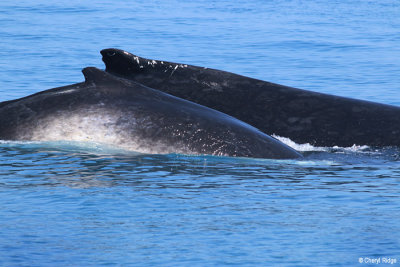 4749-humpback-whale.jpg