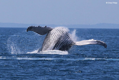 4793-humpback-whale.jpg