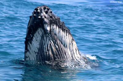 4804-humpback-whale.jpg