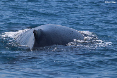 4807-humpback-whale.jpg