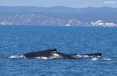 4823b-humpback-whale.jpg