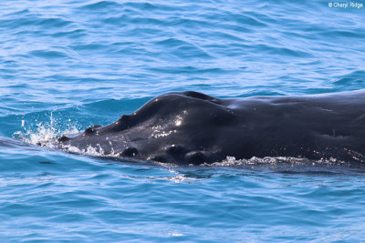 4855-humpback-whale.jpg