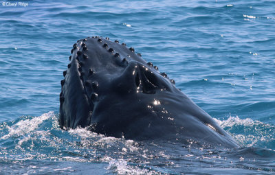 4857-humpback-whale.jpg