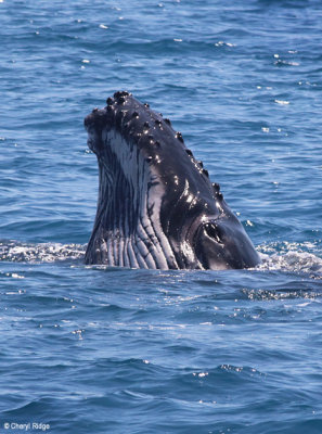 4864-humpback-whale.jpg