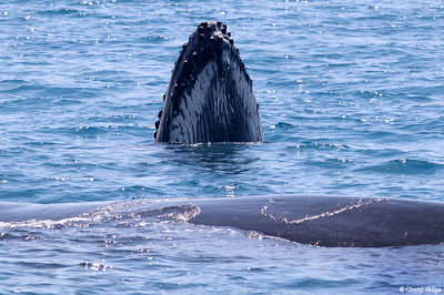 4876-humpback-whale.jpg