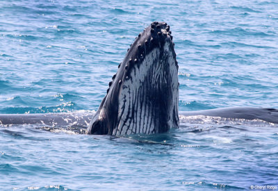 4896-humpback-whale.jpg