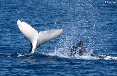 4924-humpback-whales.jpg