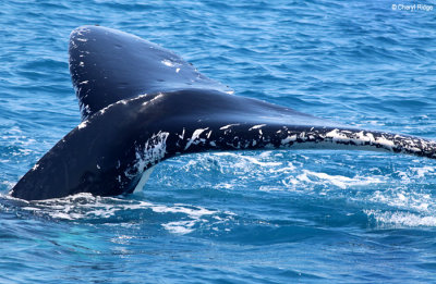 4935-humpback-whale.jpg