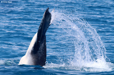 4948-humpback-whale.jpg