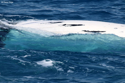 4953-humpback-whale.jpg
