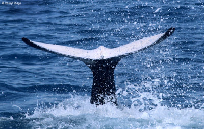 4957-humpback-whale.jpg
