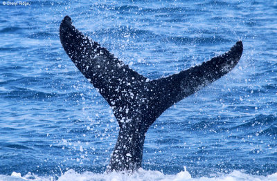 4958-humpback-whale.jpg