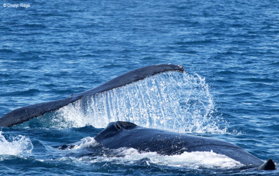 4973-humpback-whale.jpg