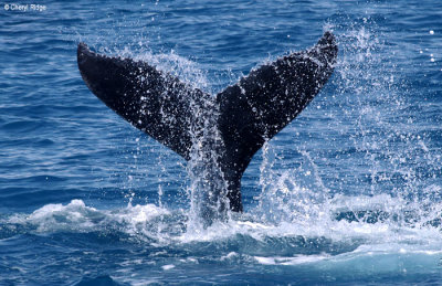 4979-humpback-whale.jpg