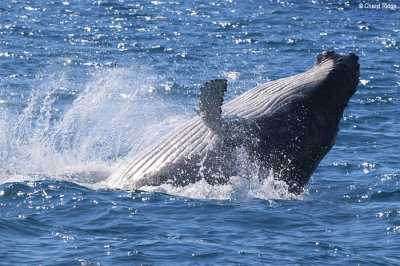 5043-humpback-whale.jpg