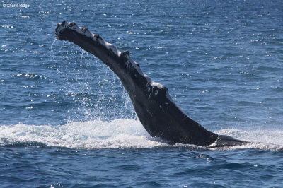 5046-humpback-whale.jpg