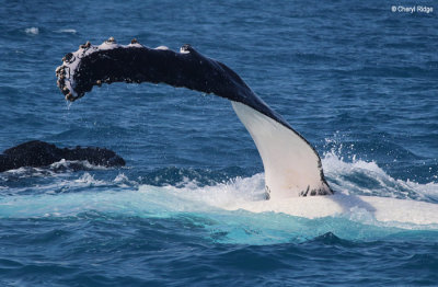 5059-humpback-whale.jpg