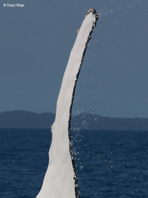 5061b-humpback-whale-vert.jpg