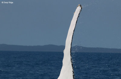 5061b-humpback-whale.jpg
